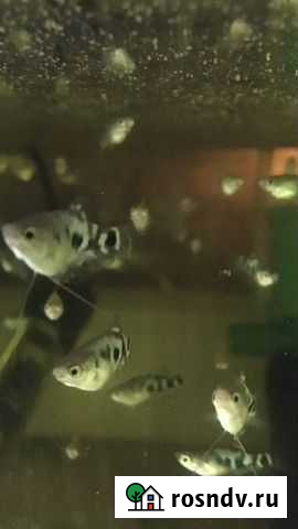 Мальки аквариумных рыбок Шебекино - изображение 1