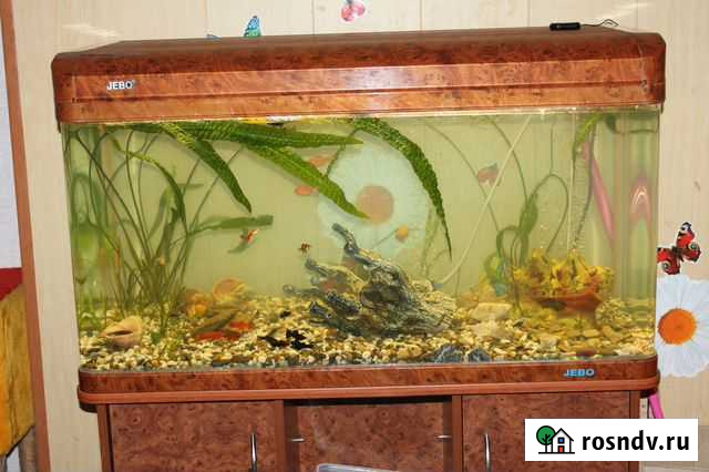 Аквариумные растения и живородки рыбки Упорово - изображение 1