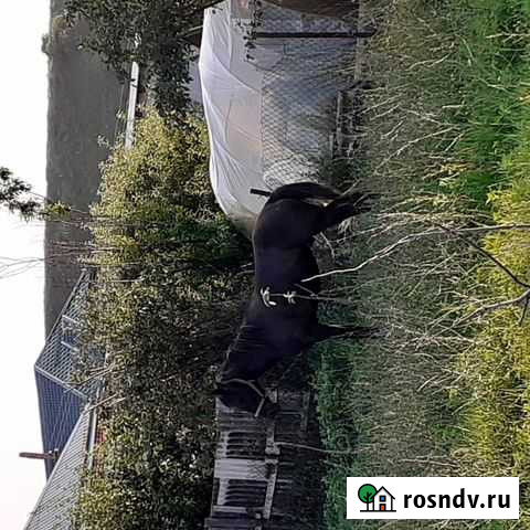 Лошади Дугулубгей - изображение 1