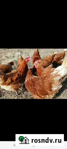 Куры несушки Бор - изображение 1