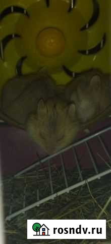 Джунгарский хомяк Пермь - изображение 1