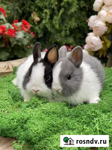 Карликовые кролики маленькие Москва - изображение 1