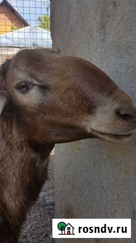 Курдючный эдельбаевский баранчик Острогожск - изображение 1