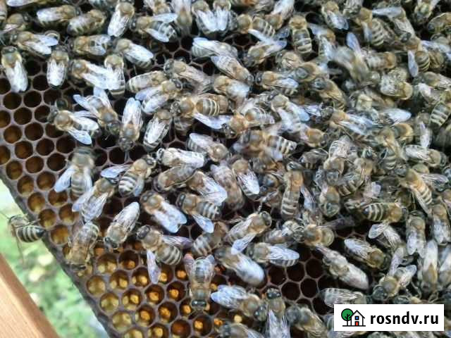 Пчелопакеты с 15.04.22. будут В наличии Морозовск - изображение 1