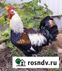 Петухи молодые Иркутск - изображение 1