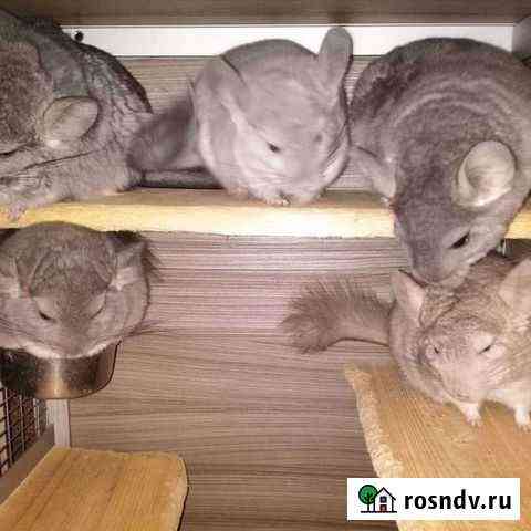 Шиншиллы носители Королевской Персидской Ангоры Воротынск