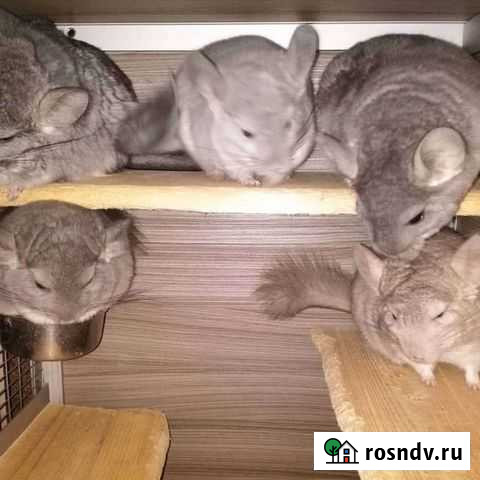 Шиншиллы носители Королевской Персидской Ангоры Воротынск - изображение 1