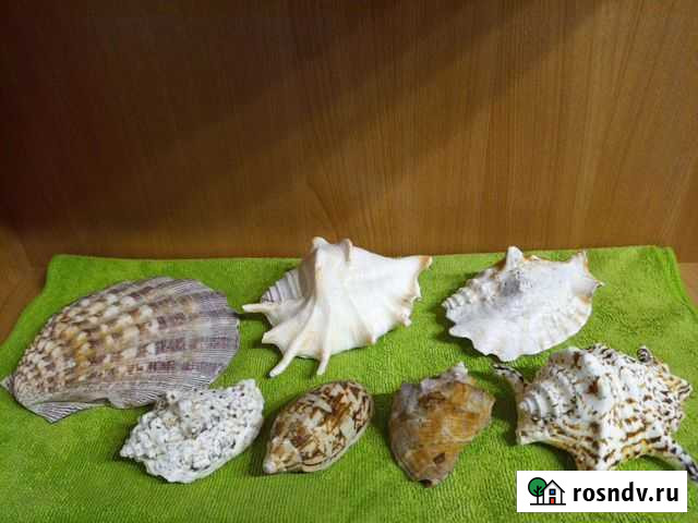 Ракушка морская Ейск - изображение 1