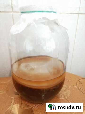 Чайный гриб Раменское - изображение 1