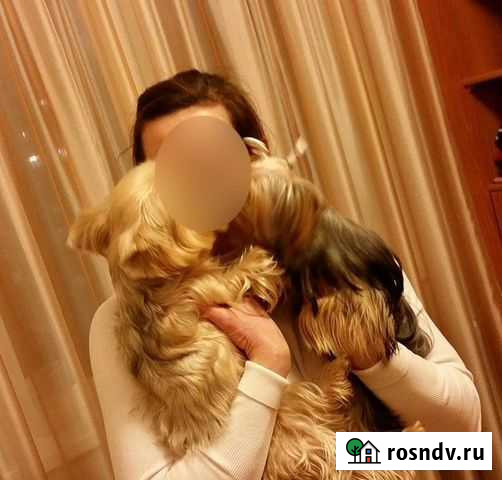 Передержка маленьких собак Каргасок - изображение 1