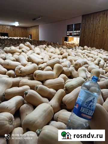 Тыква Матильда Плуто Самсон Елец - изображение 1