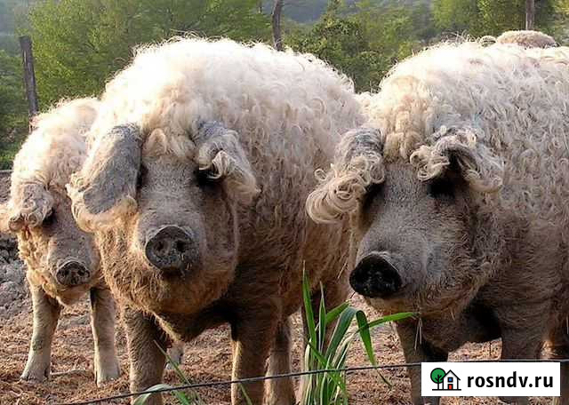 Венгерская мангалица Пермь - изображение 1