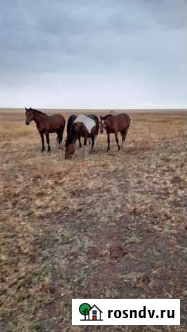 Лошадь Озинки - изображение 1
