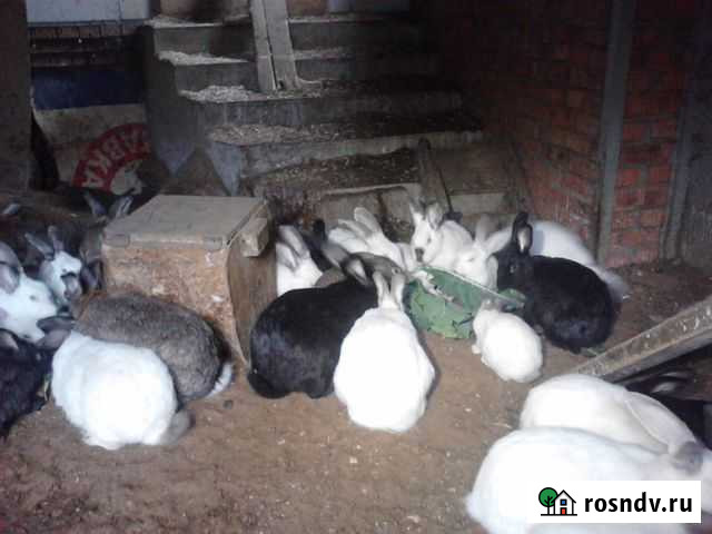 Кролики мясо тушка Малаховка - изображение 1