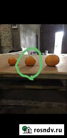 Мандарин Майкоп - изображение 1