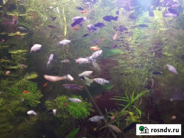 Пецилии. розов. ампулярии.корм Балаково - изображение 1