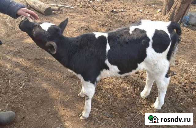 Теленок Шихазаны - изображение 1