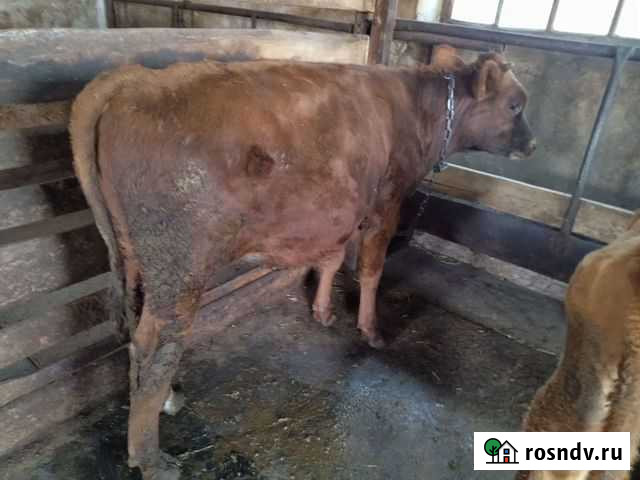 Бычек телочки Исилькуль - изображение 1