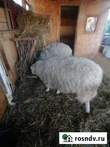 Овцы Первомайский - изображение 1