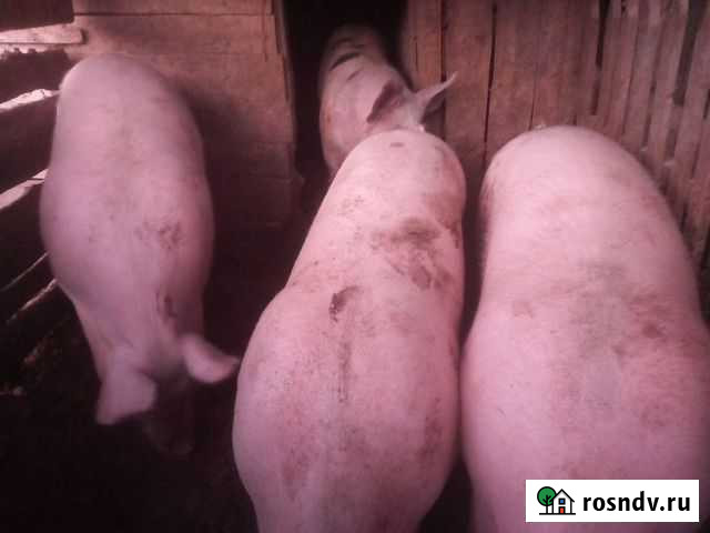 Поросята Красногвардейское - изображение 1