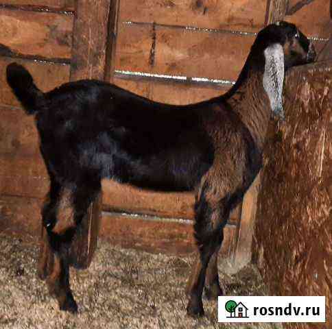 Камори-нубийские козлята Шаховская