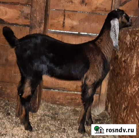 Камори-нубийские козлята Шаховская - изображение 1