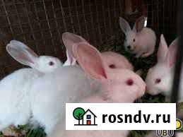 Кролики Панино - изображение 1