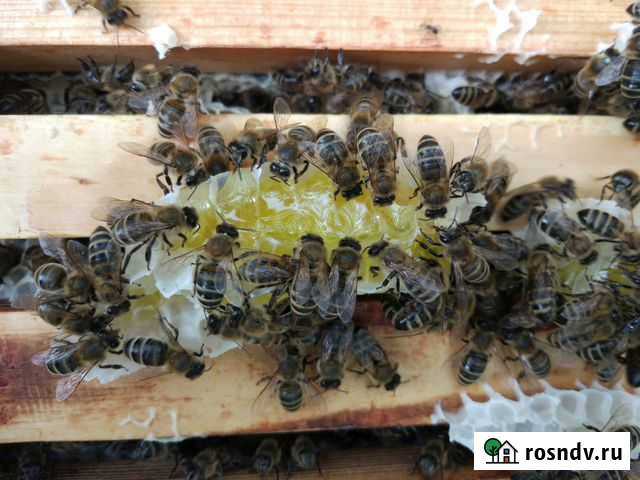 Мёд с нашей пасеки Звенигород - изображение 1