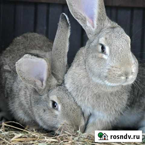 Кролики Вешкайма - изображение 1
