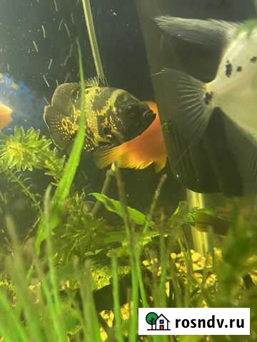 Рыба Тосно - изображение 1