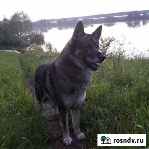 Охрана с Волкособом Москва - изображение 1