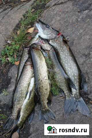 Ладога и Финский залив - рыбалка на островах Кузнечное - изображение 1