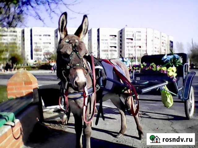 Ослик и пони на праздник Тюмень - изображение 1