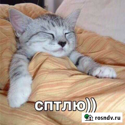 Передержка домашних животных Энгельс - изображение 1