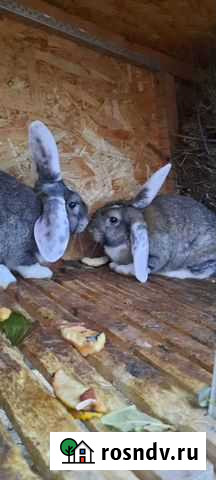 Кролики Махачкала - изображение 1