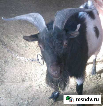 Камерунский козел Ростов-на-Дону - изображение 1