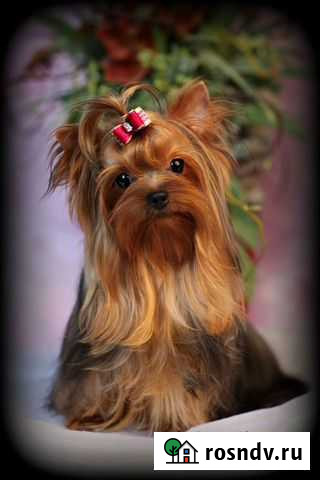 Ищем красивую девочку. Цена догов Липецк - изображение 1