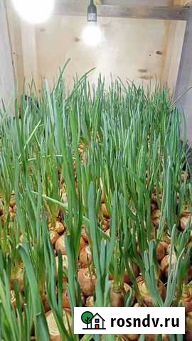 Лук зеленый Ковров - изображение 1