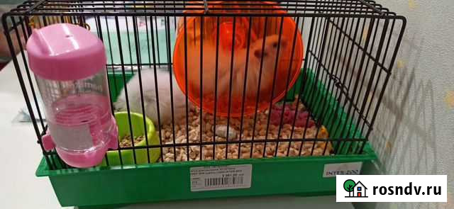 Сирийский хомяк Красногорск - изображение 1