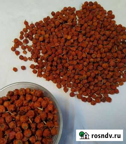 Рябина красная Самара - изображение 1