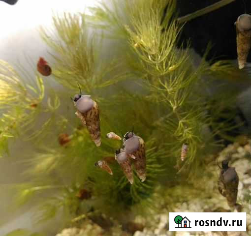 Улитки катушки, мелании Тула - изображение 1