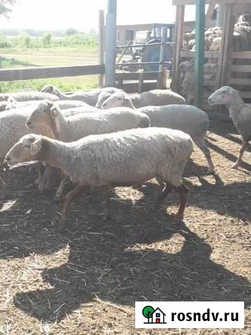 Овцы Терек - изображение 1