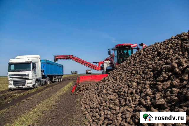 Услуги тонаров самосвалов.Грузоперевозки зерновых Липецк - изображение 1