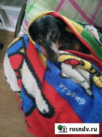 Вязка собак Липецк - изображение 1