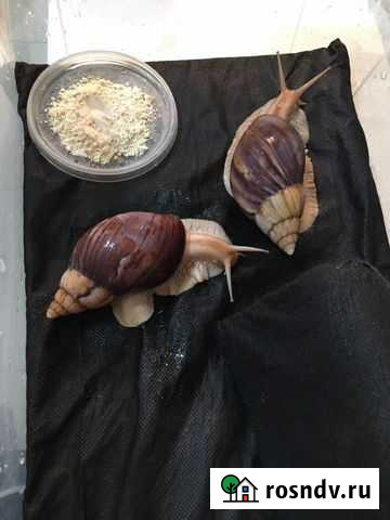 Улитка Ахатин Пантера Краснодар - изображение 1