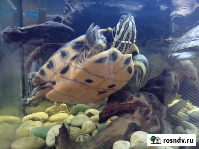 Красноухая черепаха Россошь - изображение 1