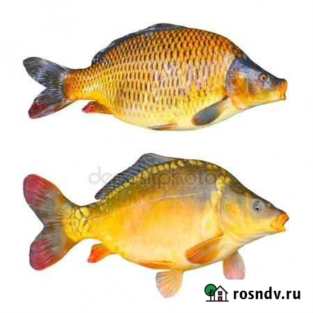 Рыба речная оптом Самара - изображение 1