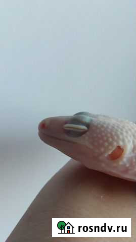 Эублефары Воскресенск - изображение 1