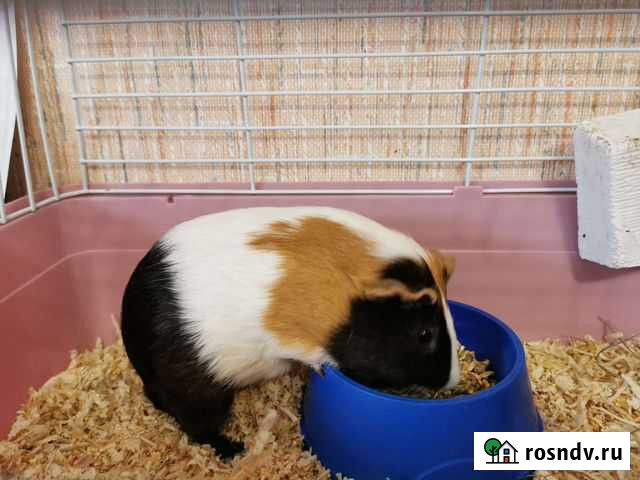 Морская свинка Челябинск - изображение 1