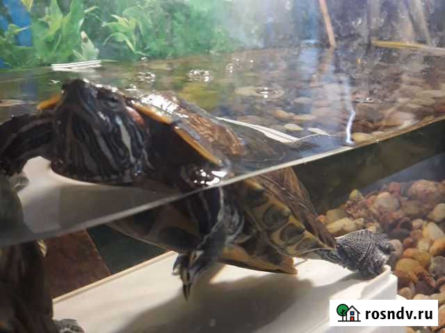 Красноухая черепаха Иркутск - изображение 1